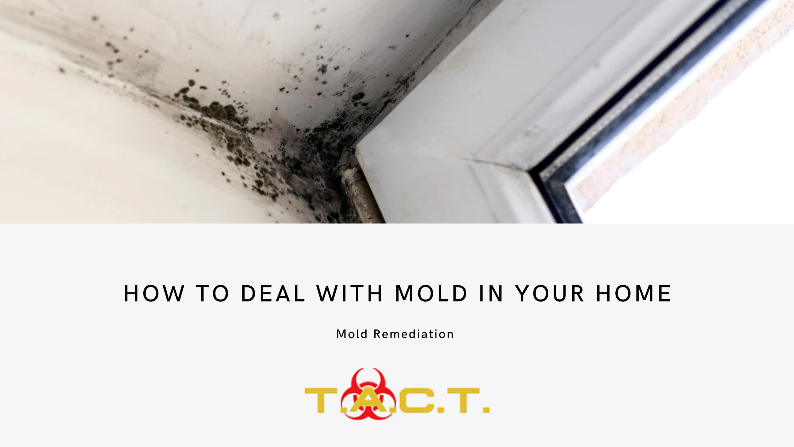 Mold Remediation: Understanding the Causes and Effects on Health
