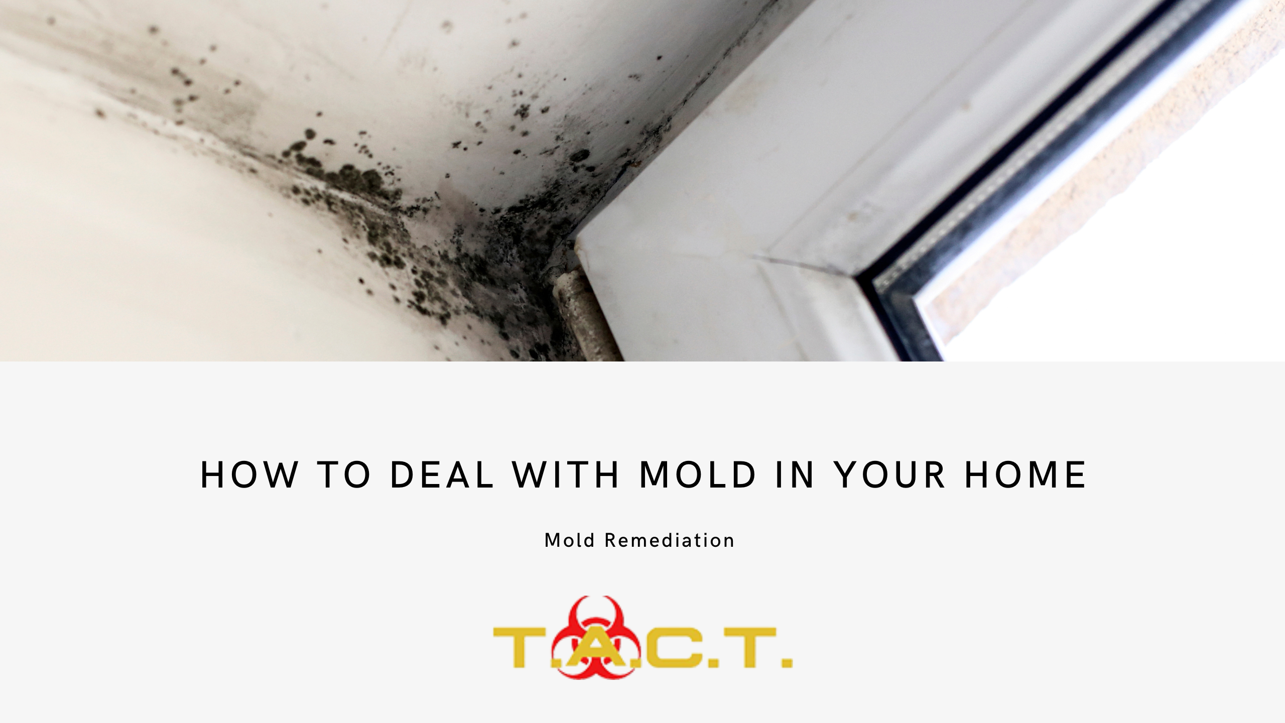 mold removal